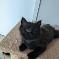 Photo of Kiwi