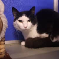 Photo of Oreo
