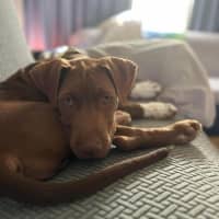 Photo of Buddy