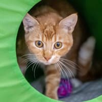 Photo of Carrot Cake