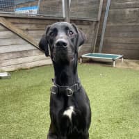 Photo of Rufus