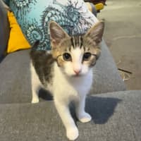 Photo of Pebbles