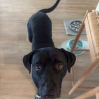 Photo of Boof   3 Year Old Staffy
