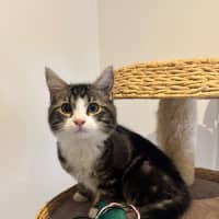 Photo of Gizmo Meet Me@Petstock Hastings Store