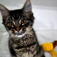 Photo of Catty B