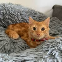 Photo of Ginger (Ginny) 