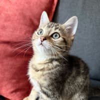 Photo of Umami And Dashi