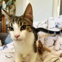 Photo of Tink