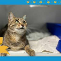 Photo of Cleo