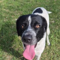 Photo of Lady Primrose (8981)