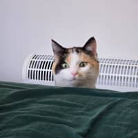 Photo of Cheeto