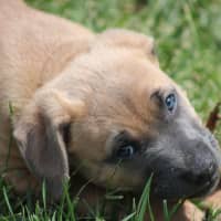 Photo of Sapphire