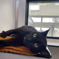 Photo of Orion (Was Nocturne)