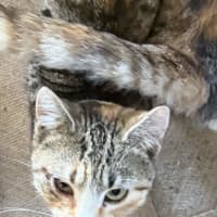 Photo of Sugar