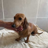 Photo of Betty And Dobbie