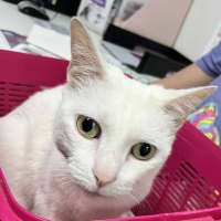 Photo of Maggie