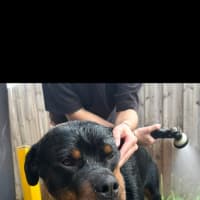 Photo of Bear