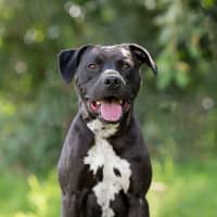 Photo of Bronson