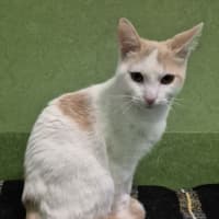 Photo of Mario (Bonded With Luigi)