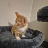 Photo of Simba