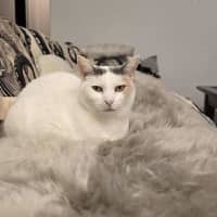 Photo of Angel