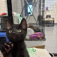 Photo of Comet
