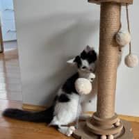 Photo of Peanut