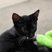 Photo of Socks