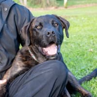 Photo of Dexter