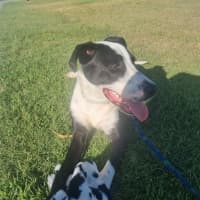 Photo of Ace *$250 Adoption Fee*