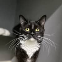 Photo of Shadow