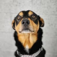 Photo of 🥜 Peanut 6978 🥜