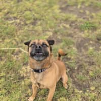 Photo of Otis (67779)