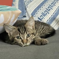 Photo of Blackberry   Reduced Adoption Fee   $200