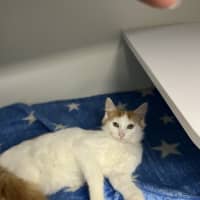 Photo of Guinness