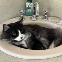 Photo of Gizmo & Mushu