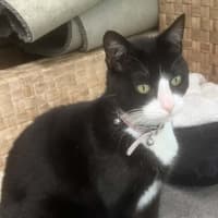 Photo of Kitty