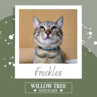 Photo of Freckles