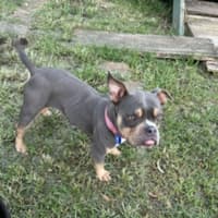 Photo of Nala   1.5 Year Old Bulldog X