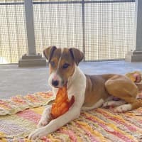 Photo of Willow