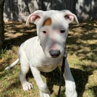 Photo of Jemima (68245)