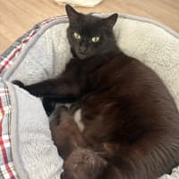 Photo of Mystique (With Panda)