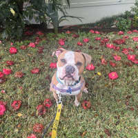 Photo of Scooby   2 Year Old American Bulldog