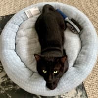 Photo of Inky