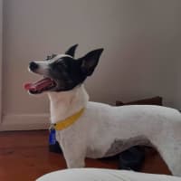 Photo of Gypsy   6 Year Old Tenterfield Terrier