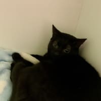 Photo of Onyx