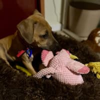Photo of Alvin   4 Month Old Mixed Breed (Trial)