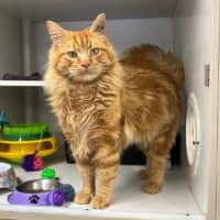 Photo of Ronald