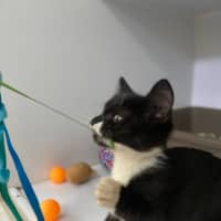 Photo of Shanti (9965)