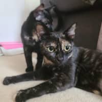 Photo of Willow & Azalea 